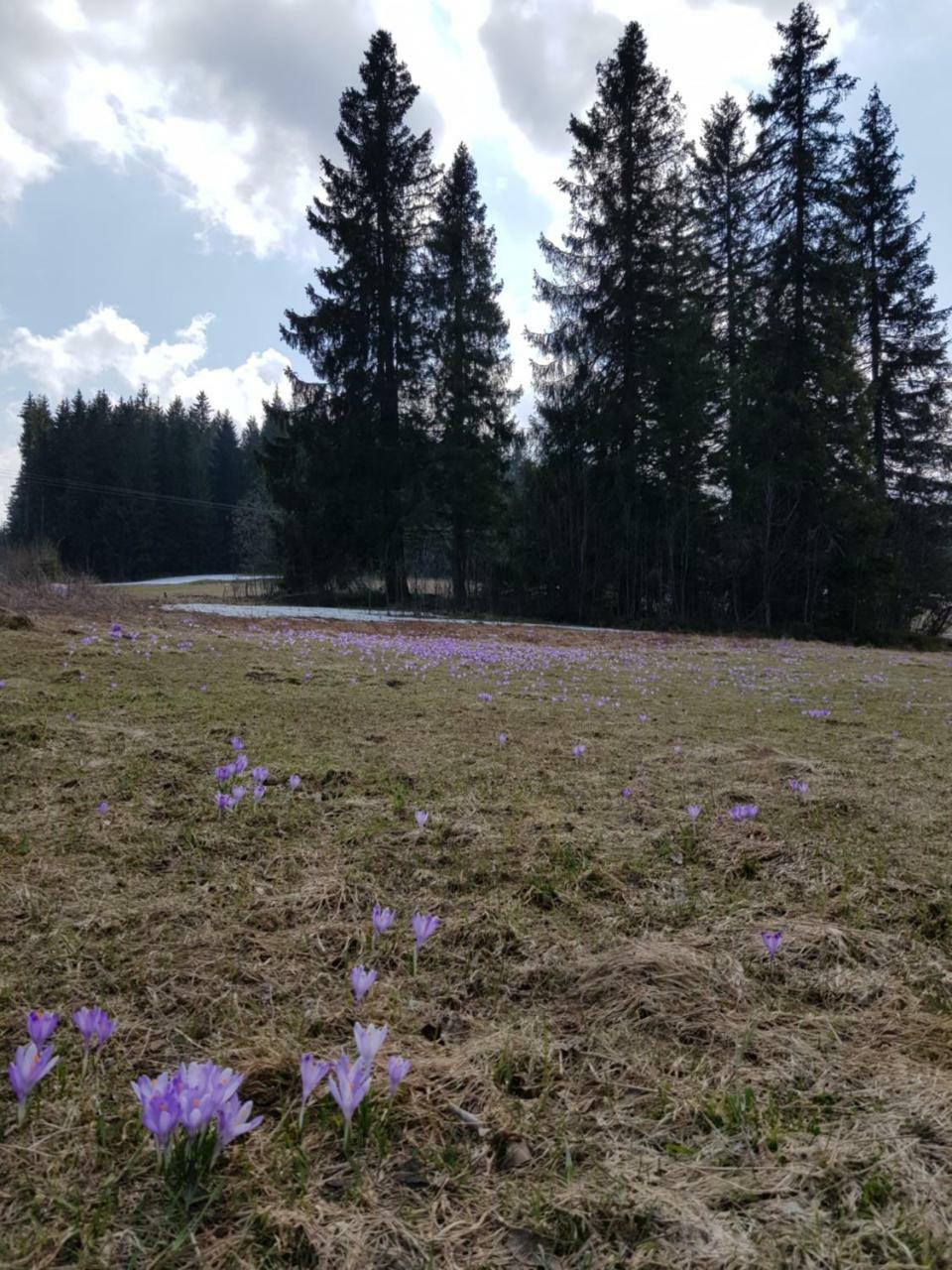 Willa Śmiechówka Kościelisko Exterior foto
